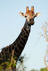 Giraffe (61 von 94).jpg